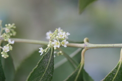 Catha edulis
